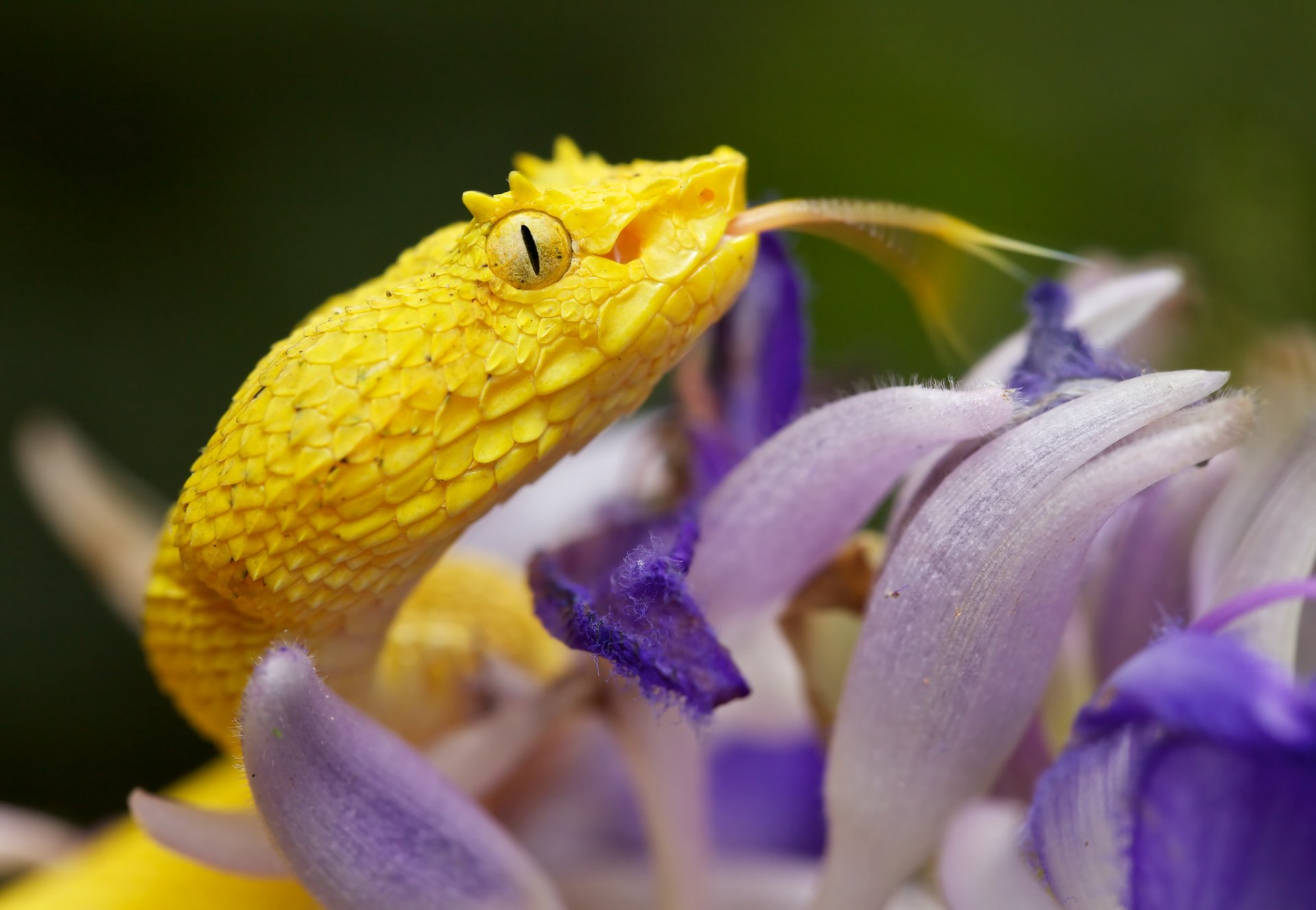 bothriechis schlegelii adder snake close up