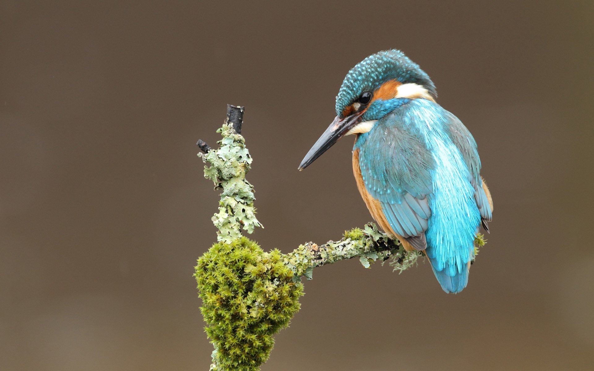 eisvogel vogel zweig moos