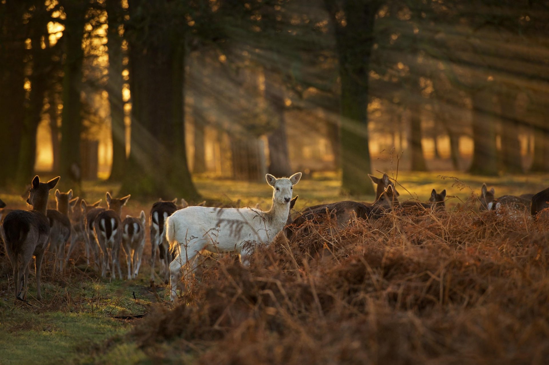 fauno bianco cervi foresta