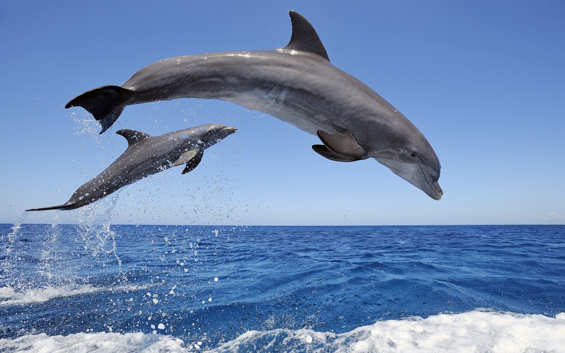 dolphins water spray sky horizon