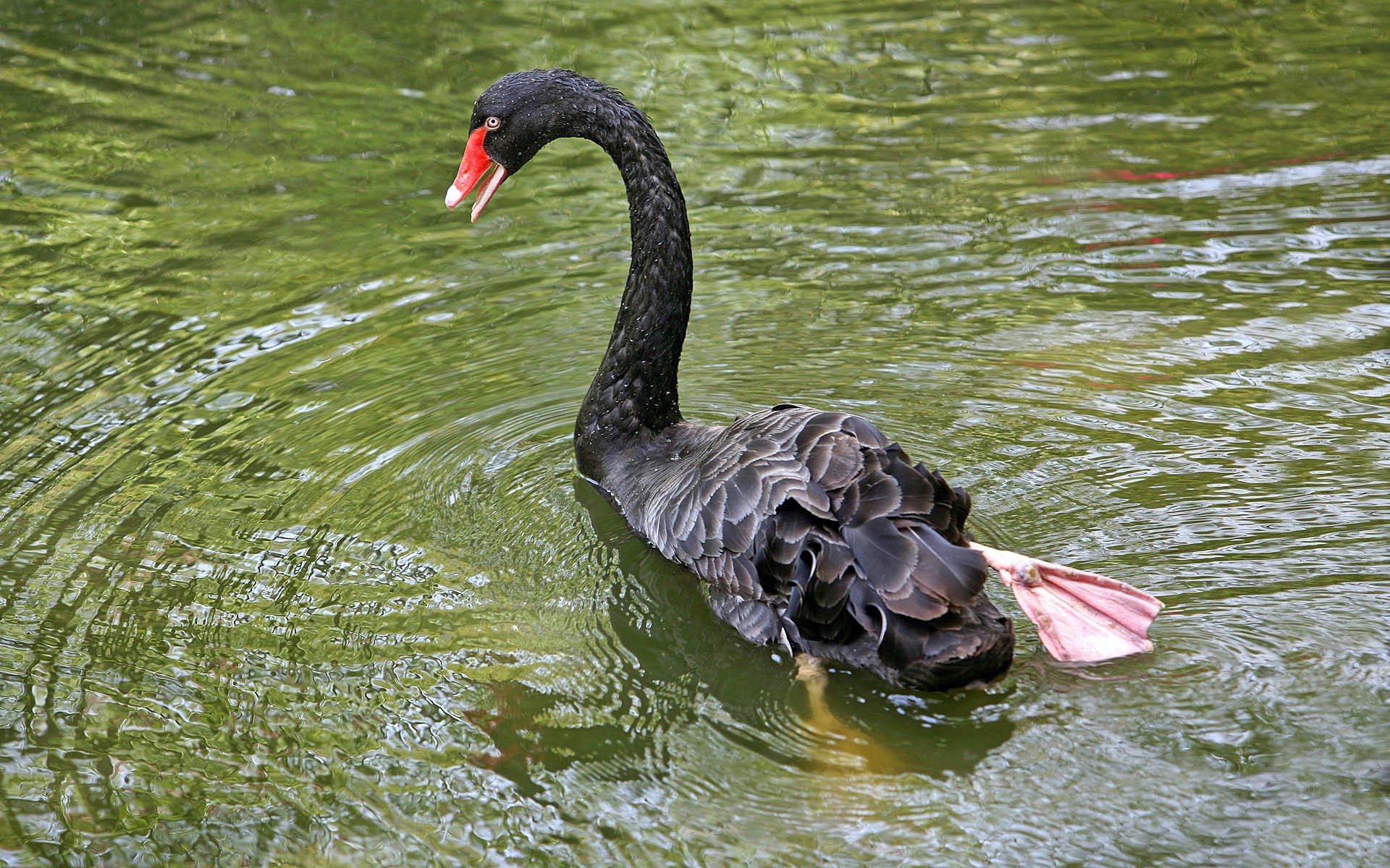 cisne lago estanque agua ondas pájaro patas membrana aletas