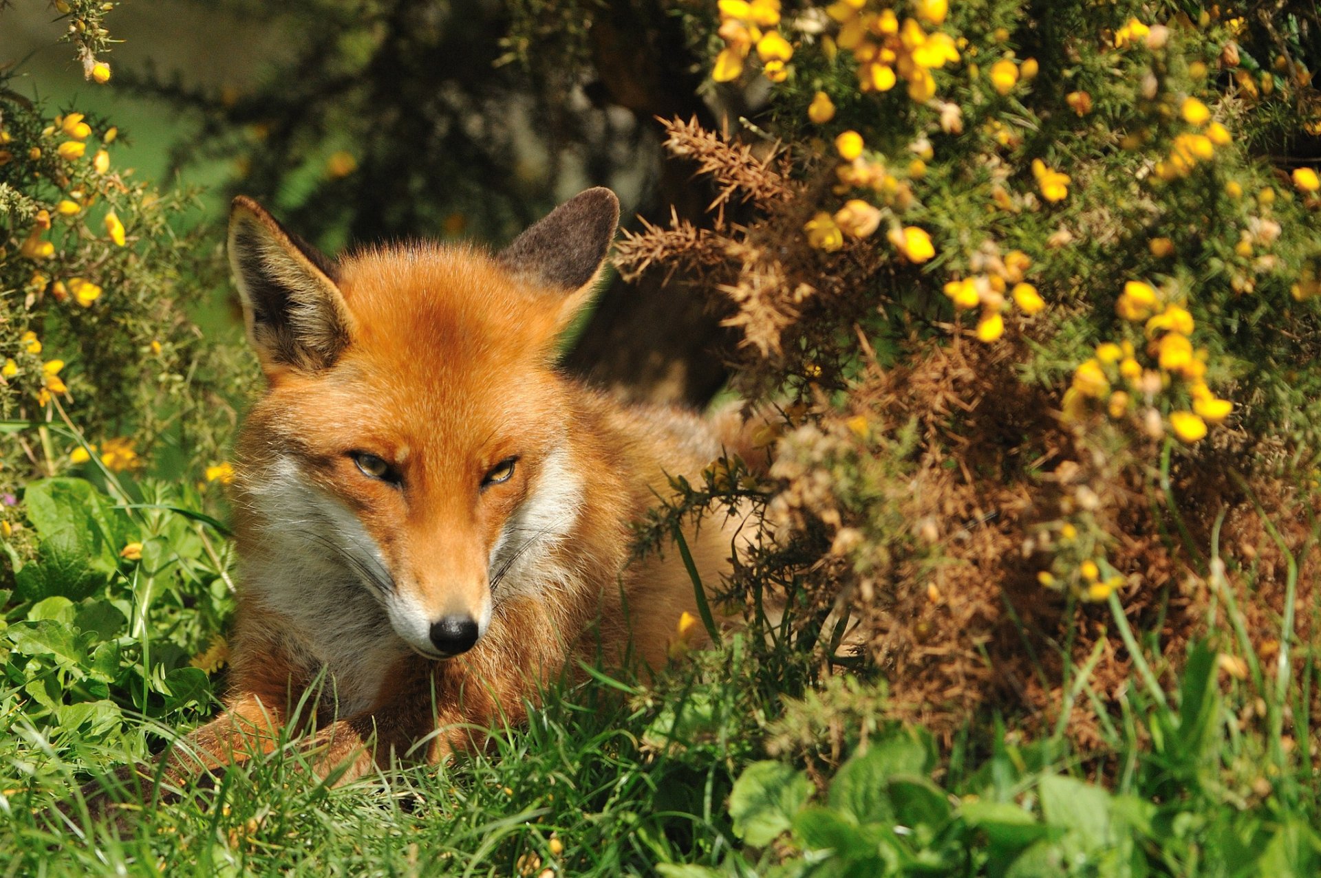 renard museau herbe été rousse renard vue