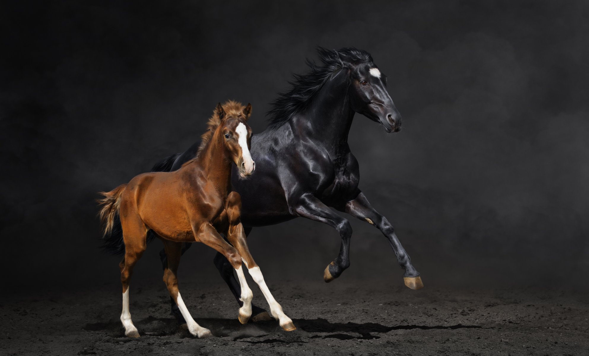 caballo caballo polvo correr pareja