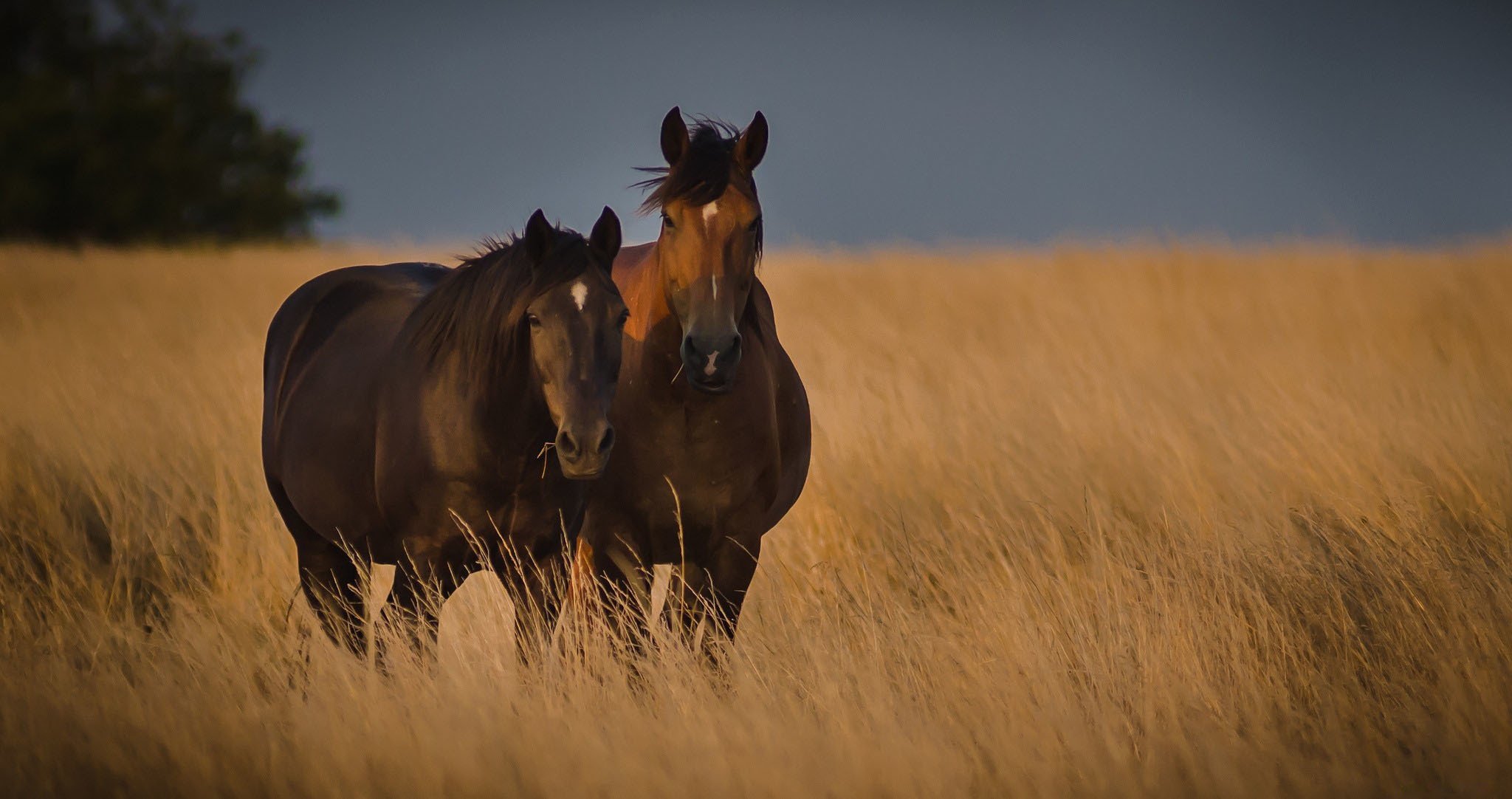 caballos pareja campo hierba naturaleza