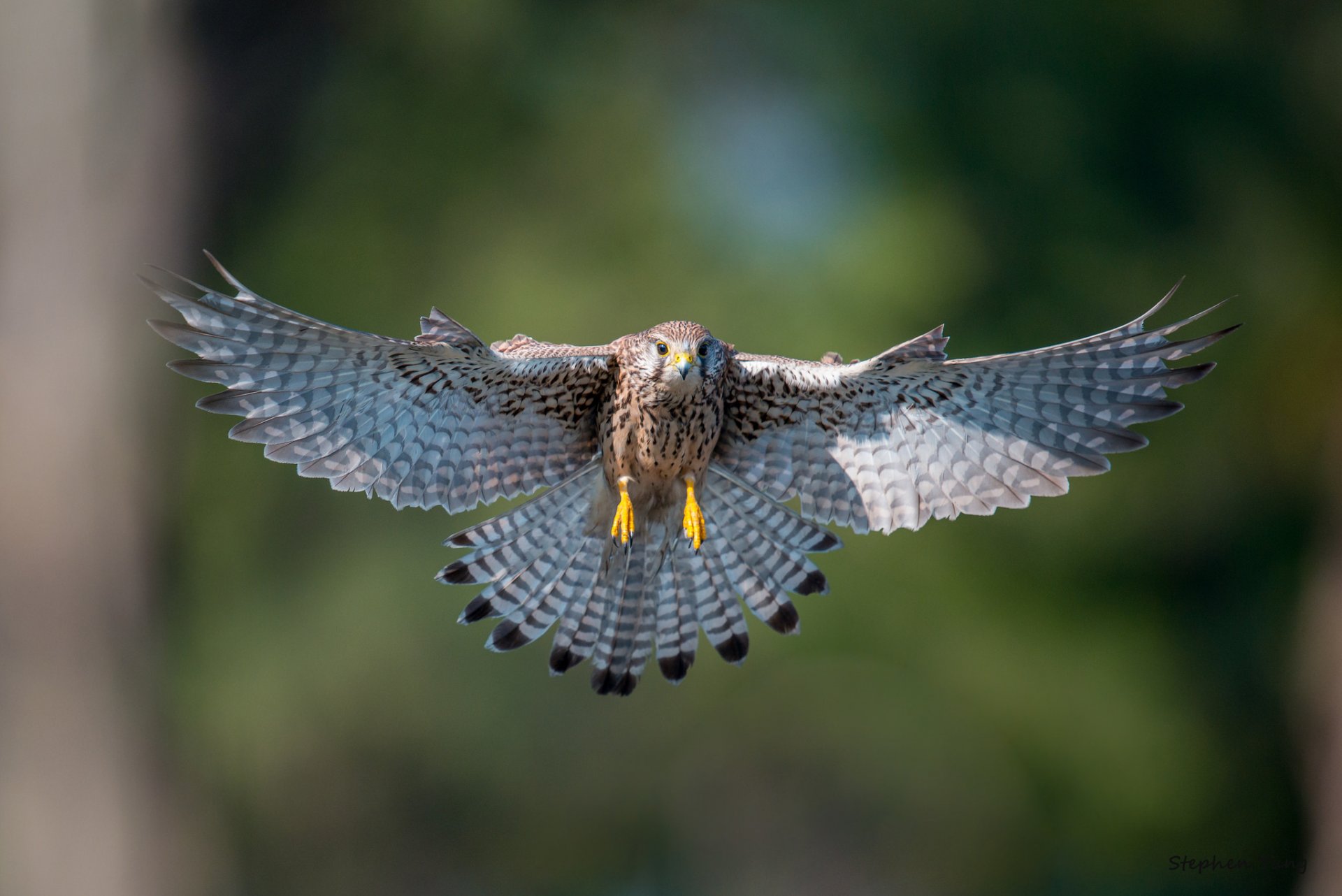 kestrel poultry flight wings wag