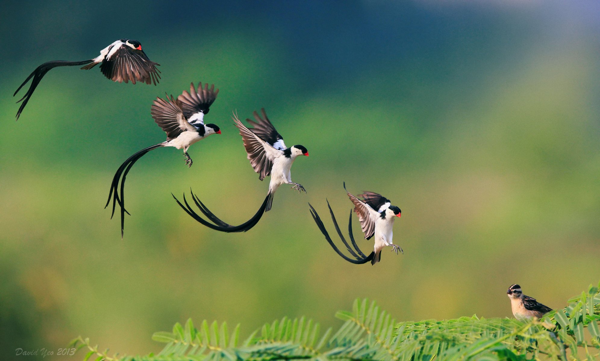 ptak pin-tails whydah lądowanie oddział