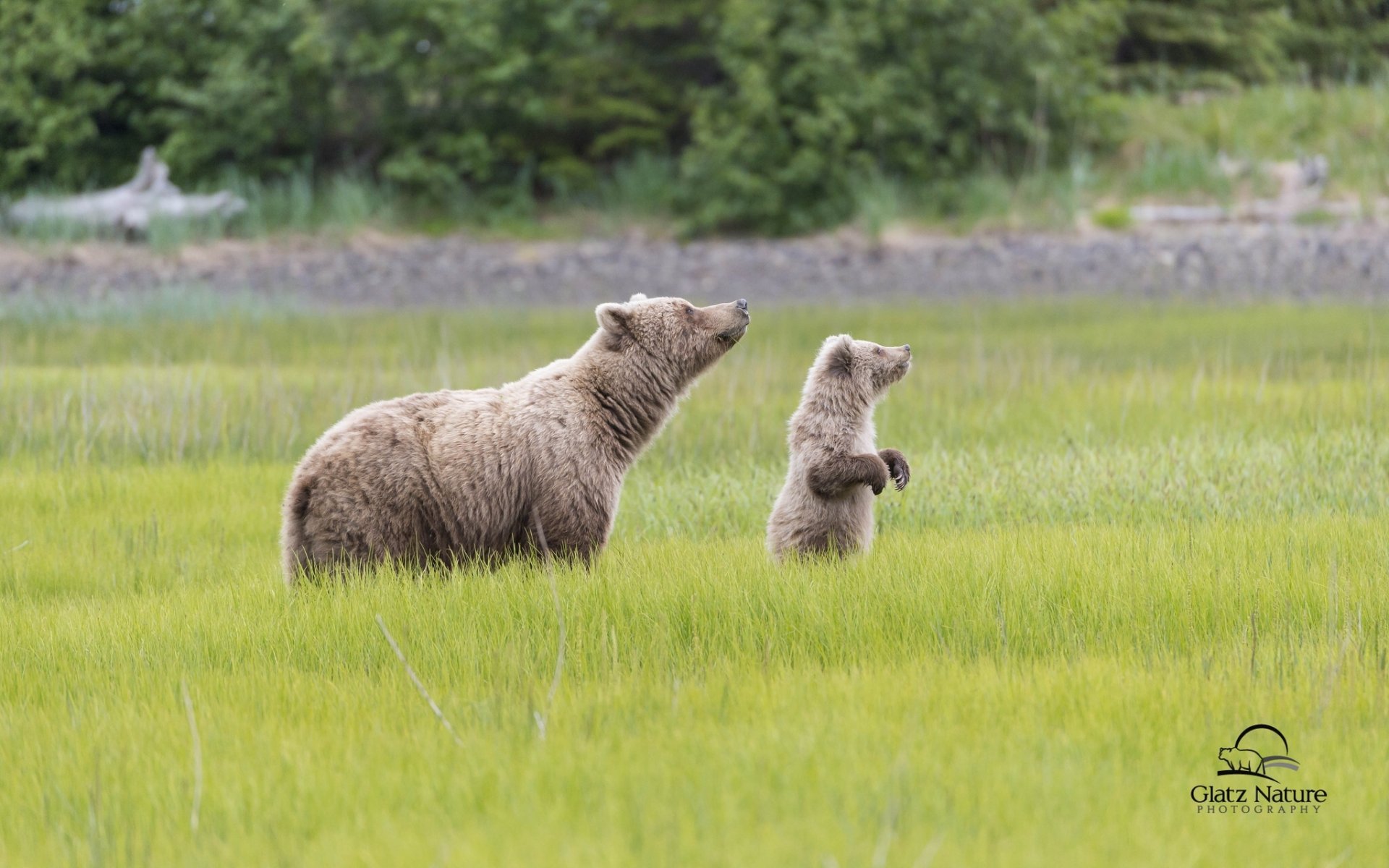 parc national du lac clark alaska ours ourse ourson prairie