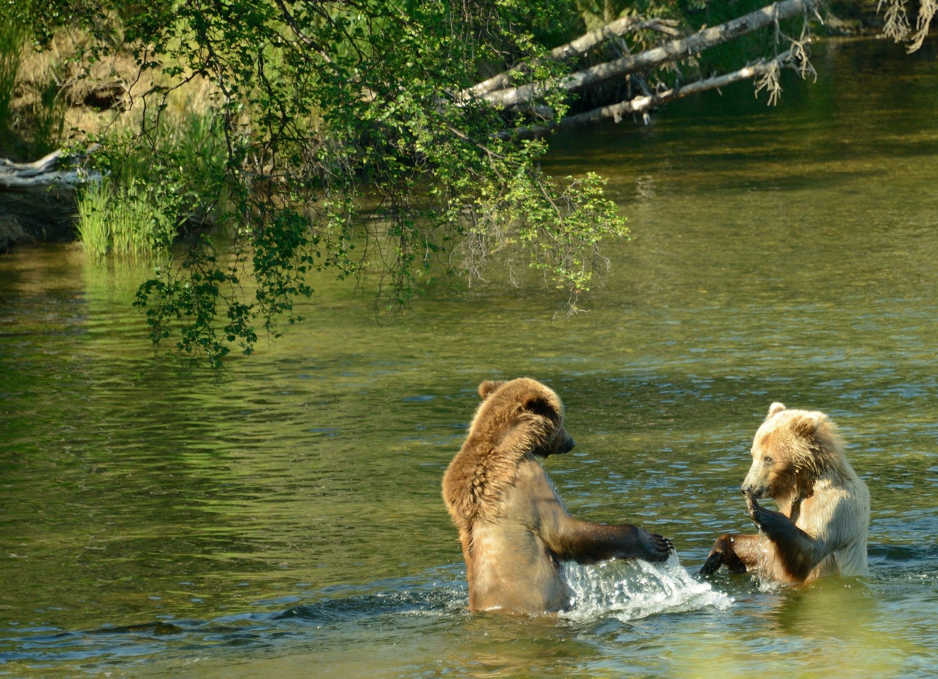 rivière brooks deux oursons bruns spectacle aquatique parc national de katmai alaska états-unis