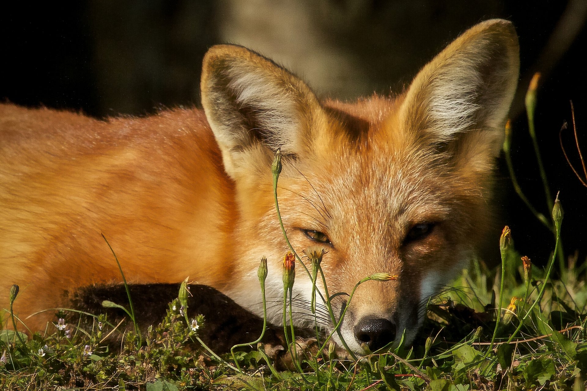 renard roux museau rusé regard