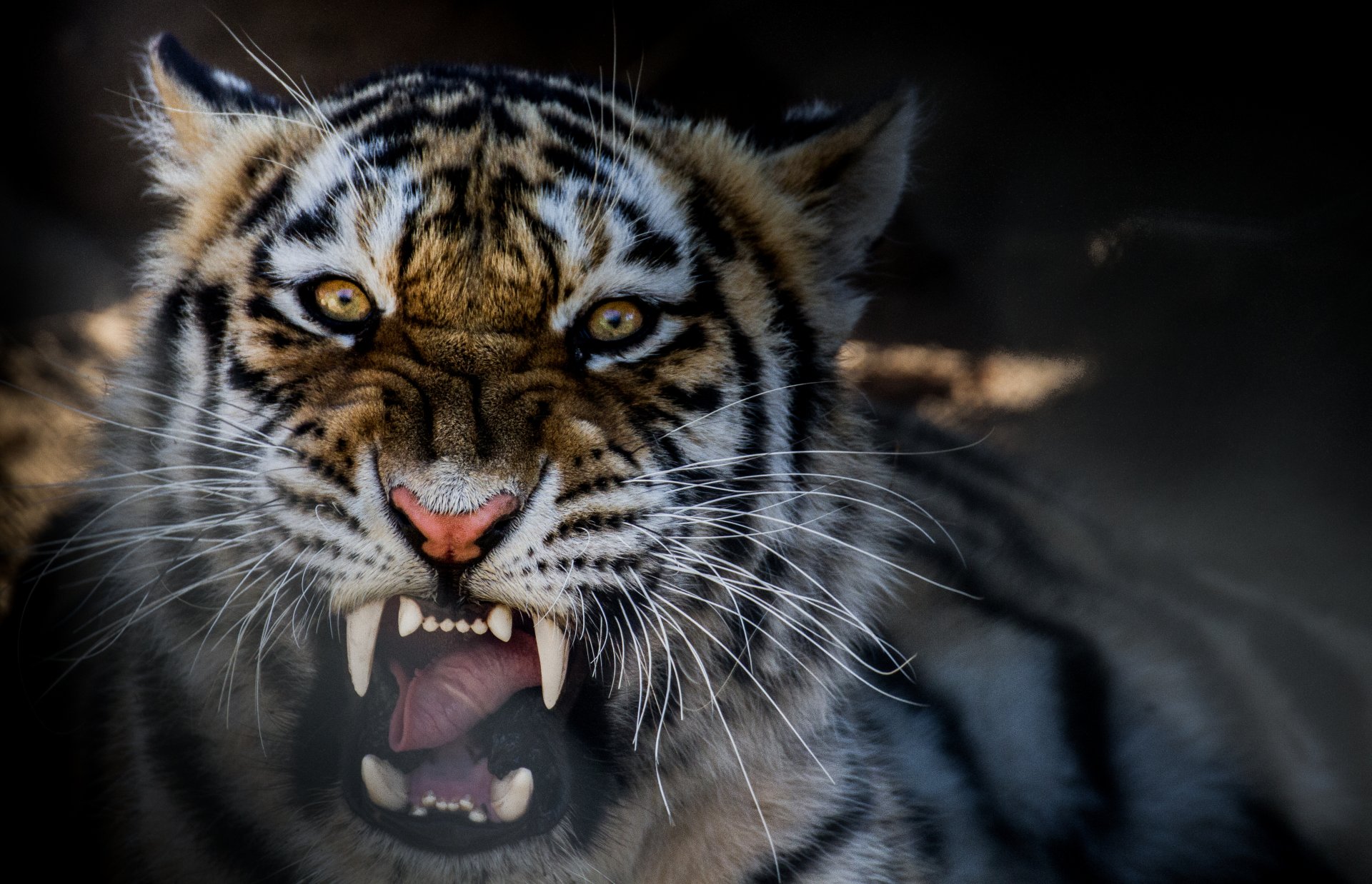 the beast tiger snarl