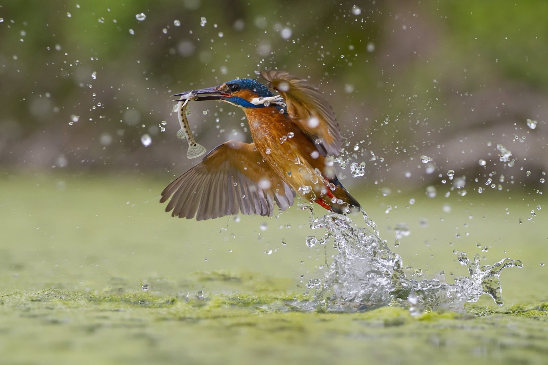 pêche verte martin-pêcheur splash