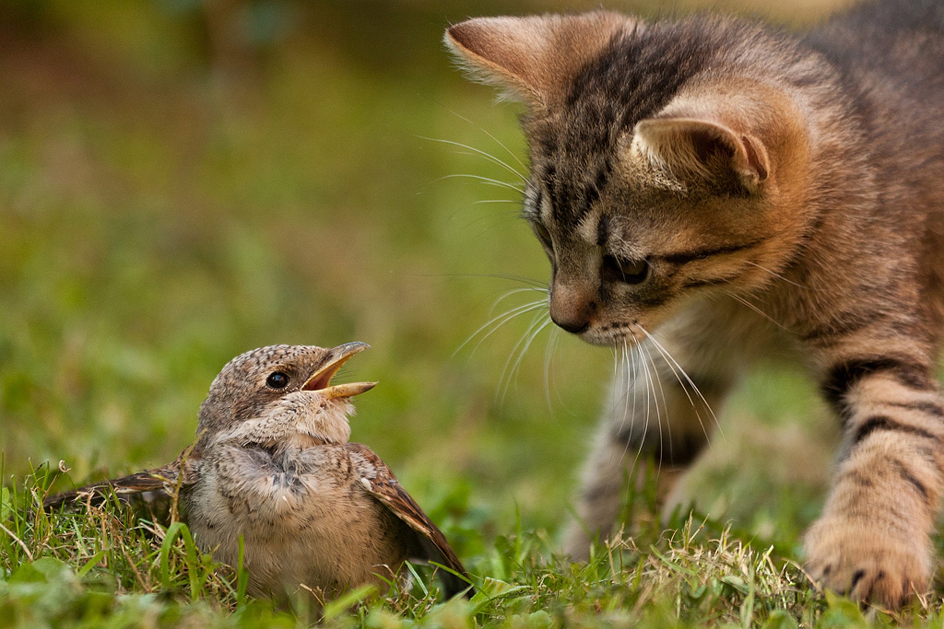 gato gatito gato pájaro naturaleza hierba instinto caza