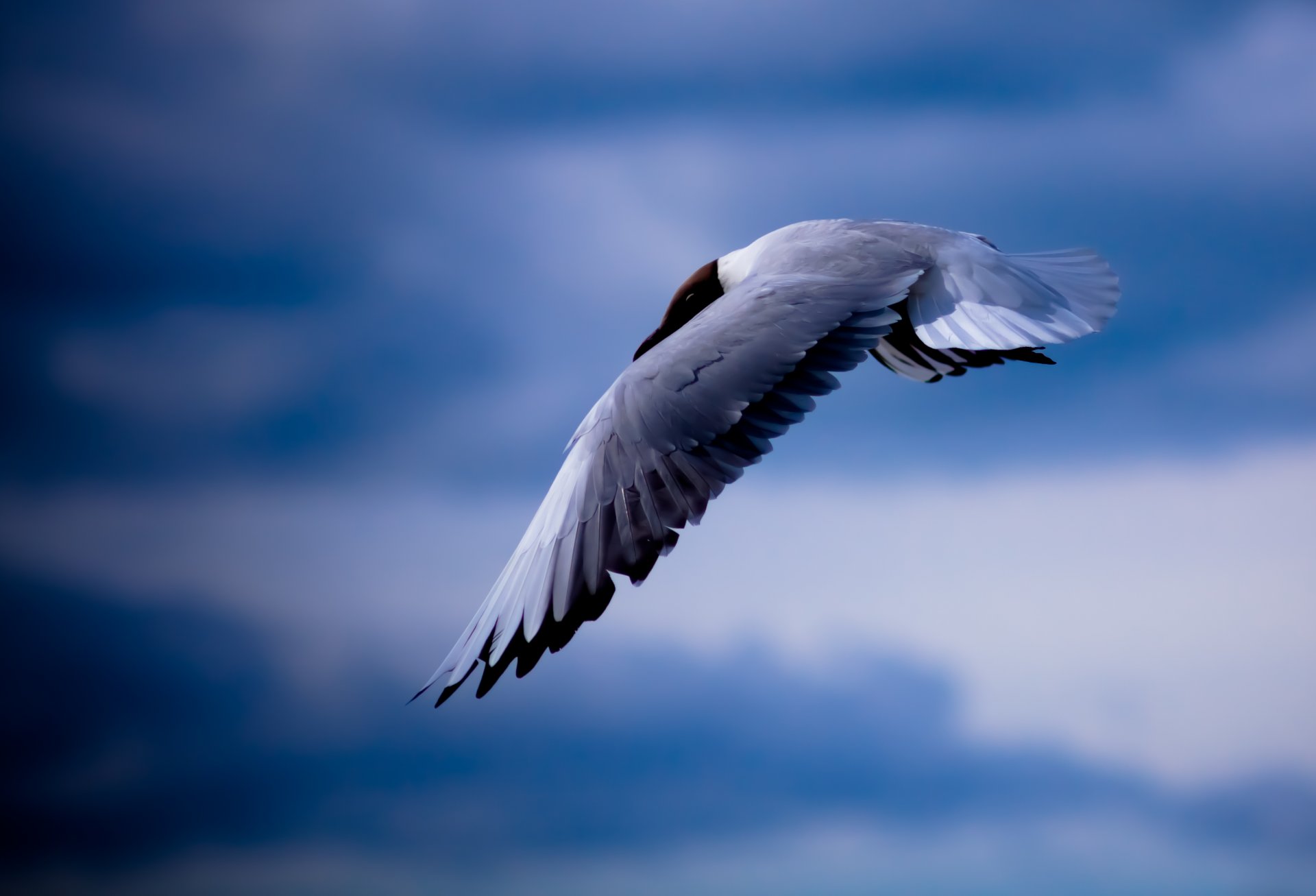 mouette oiseau ciel