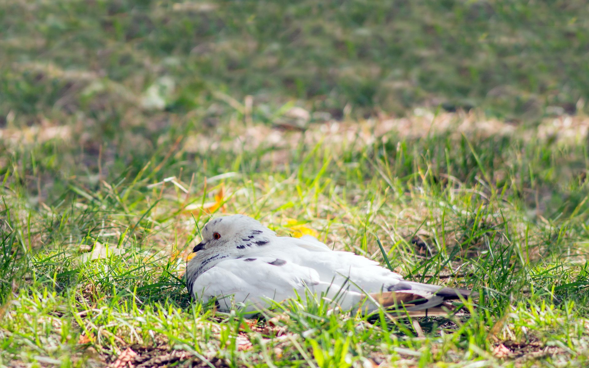 hintergrund gras vogel taube