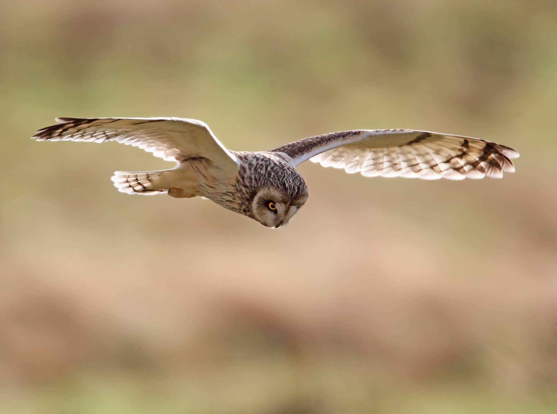 nature birds bird owl howl wings span