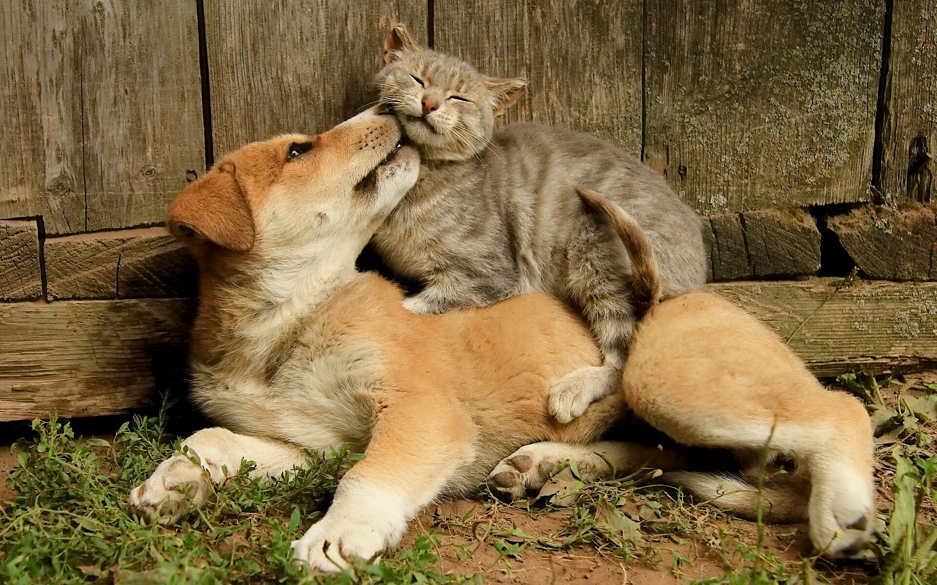 chien chat chat amitié amis