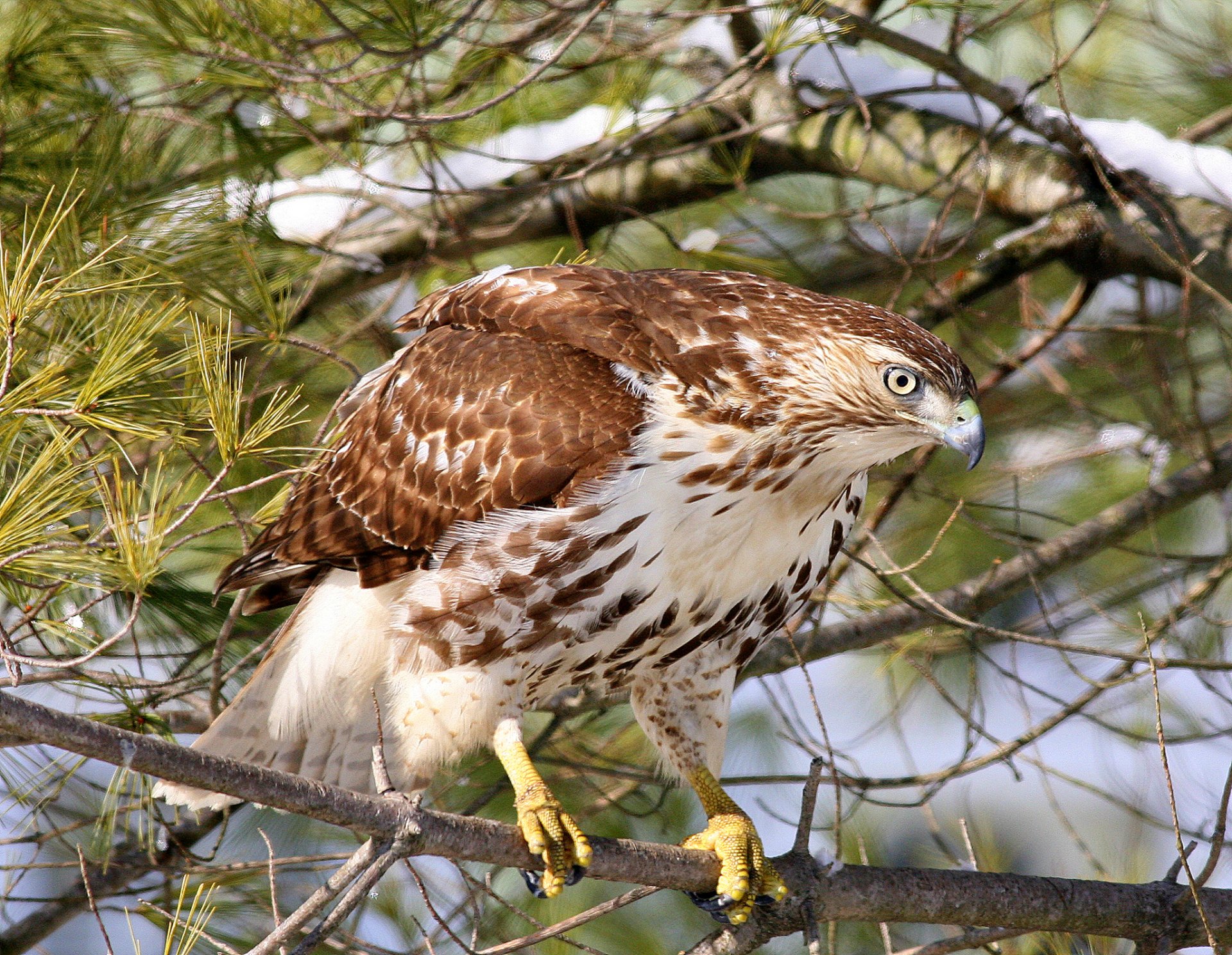 hawk red-tailed hawk buzzard poultry branch forest nature