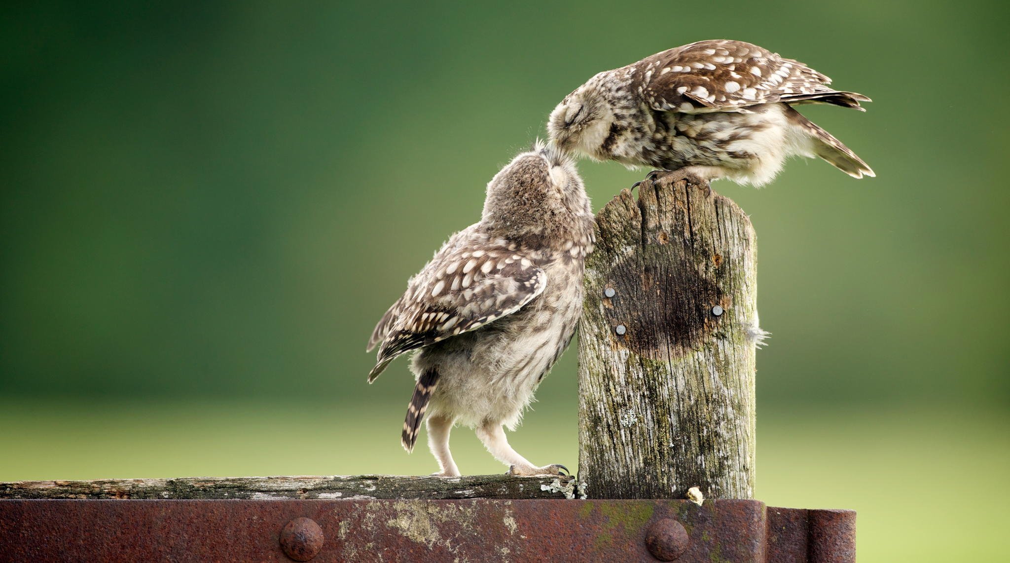 tiere vögel eulen zaun