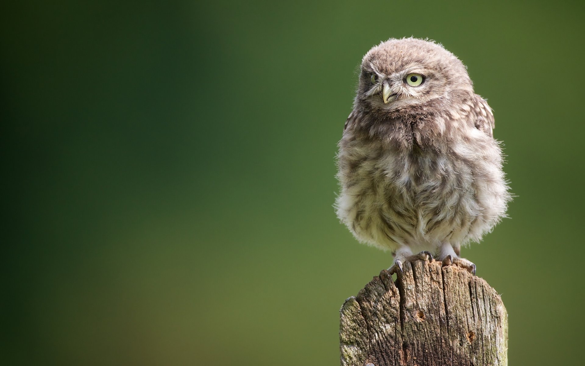 owl owl owl chick