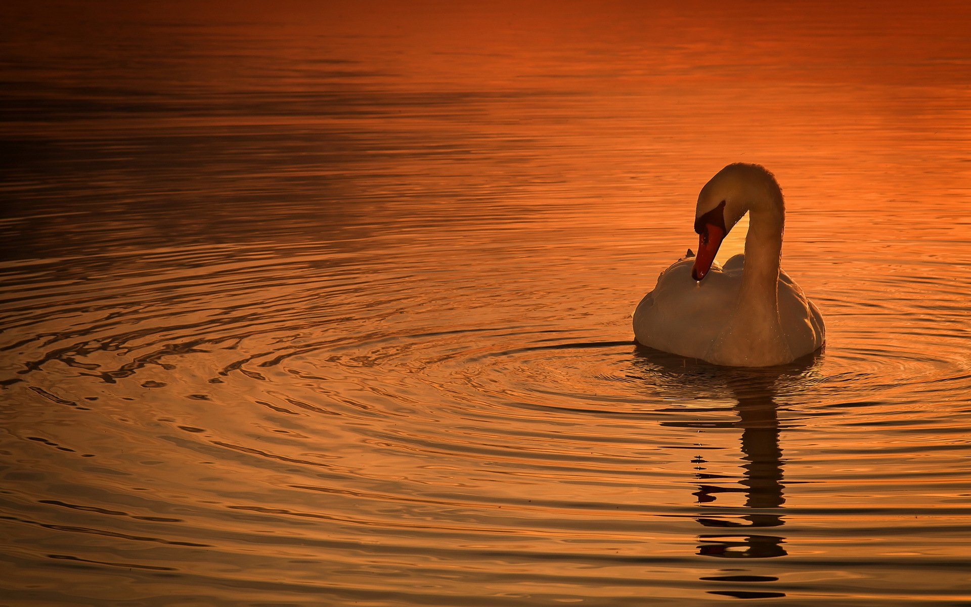 oiseau cygne coucher de soleil nature