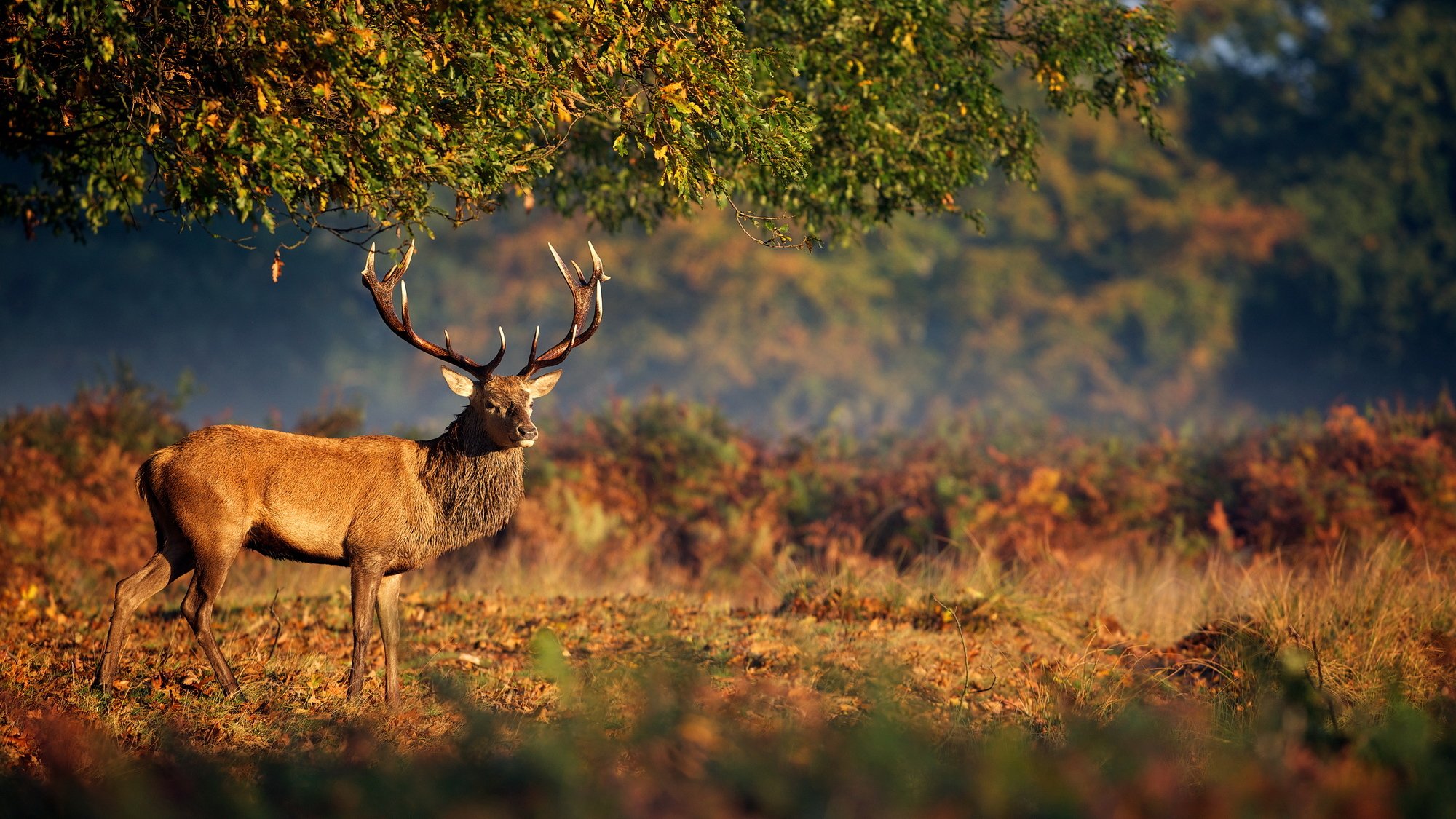 cerf nature bois animaux