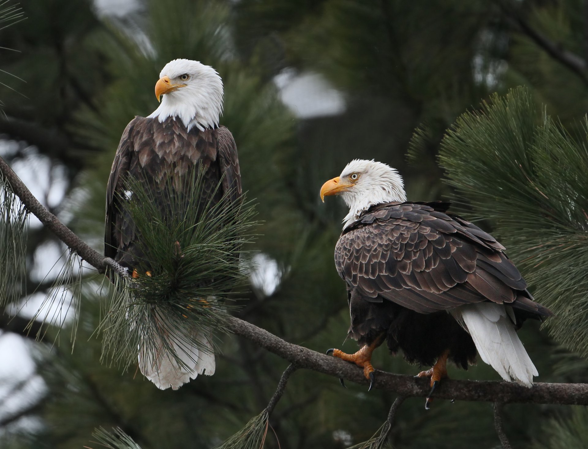 weißkopfseeadler vögel zweig