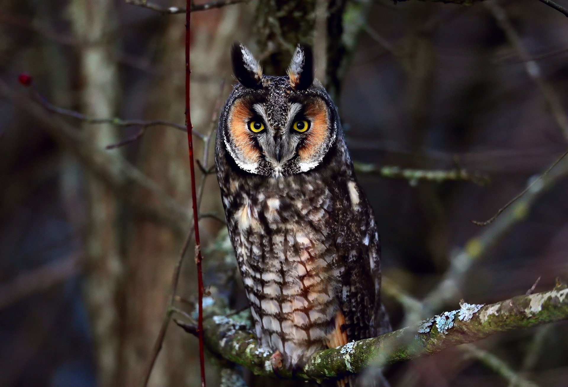 oiseau hibou branches