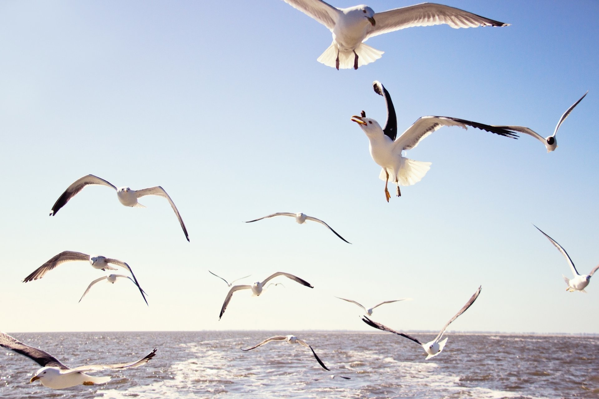 möwen vögel fliegen himmel meer wasser