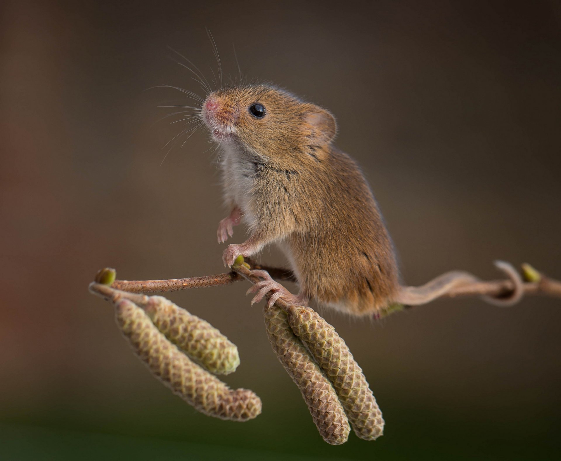 mouse alder branch