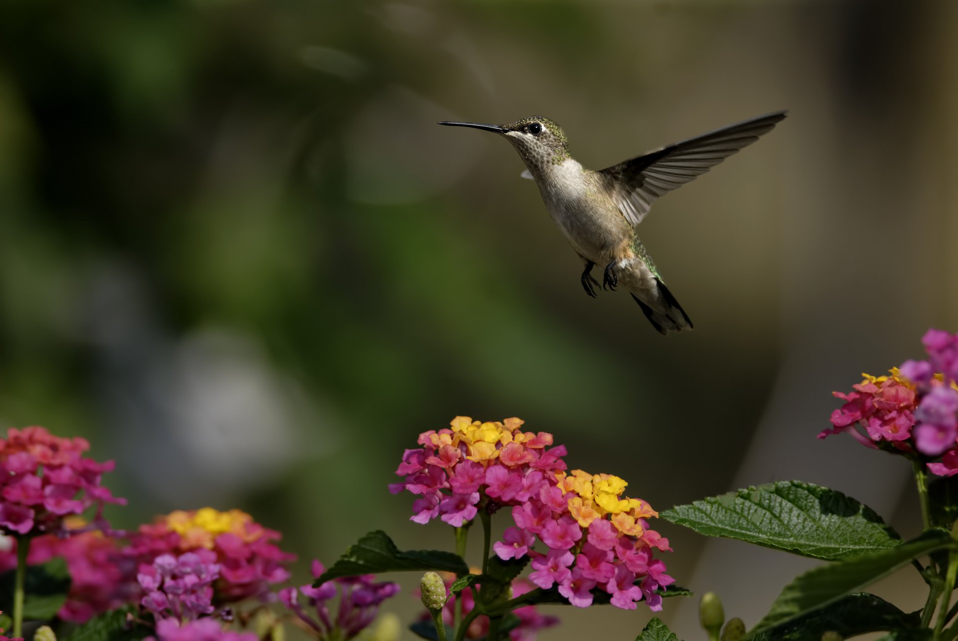 oiseau colibri fleurs verdure ensoleillé