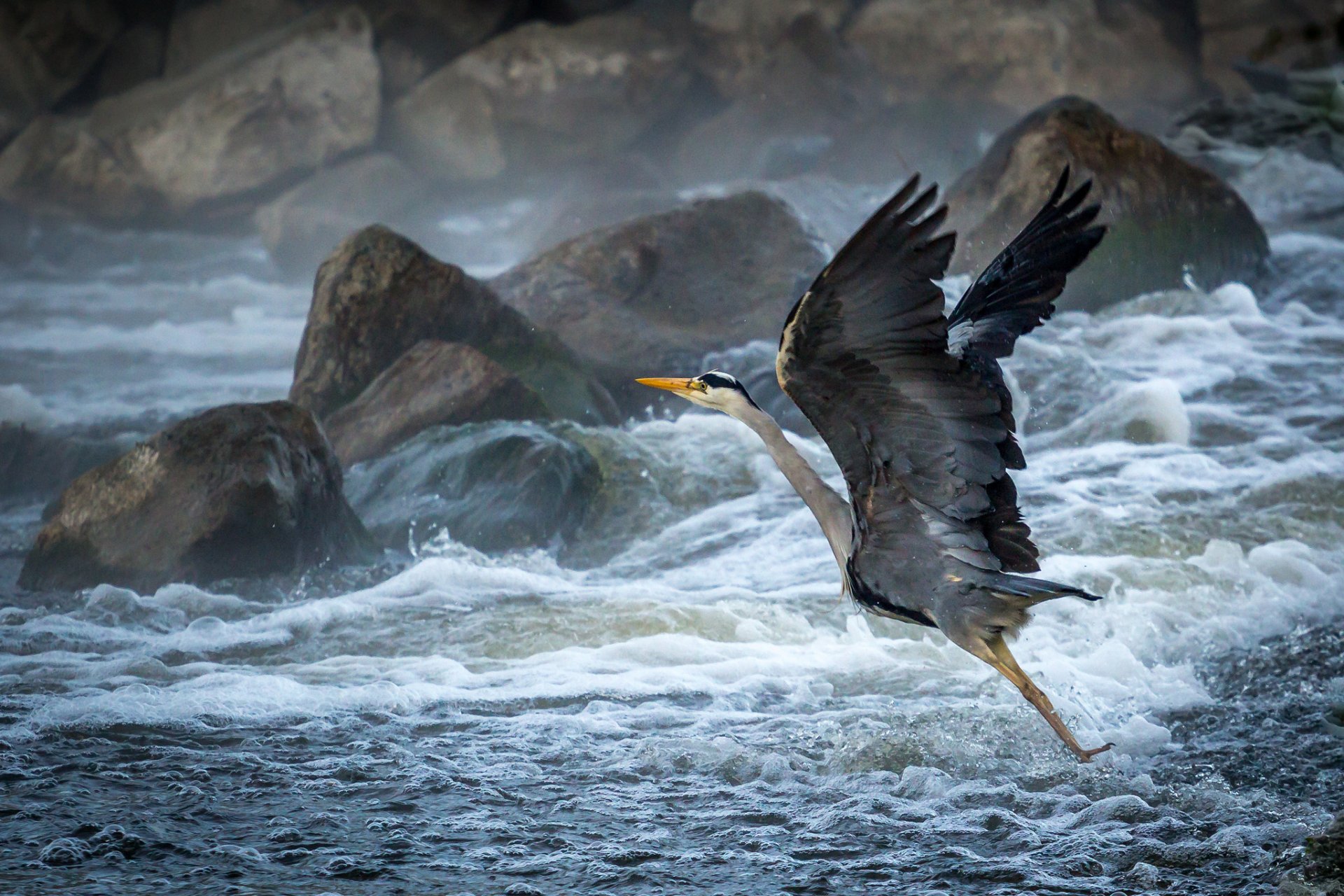 beach stones waves foam spray poultry heron off