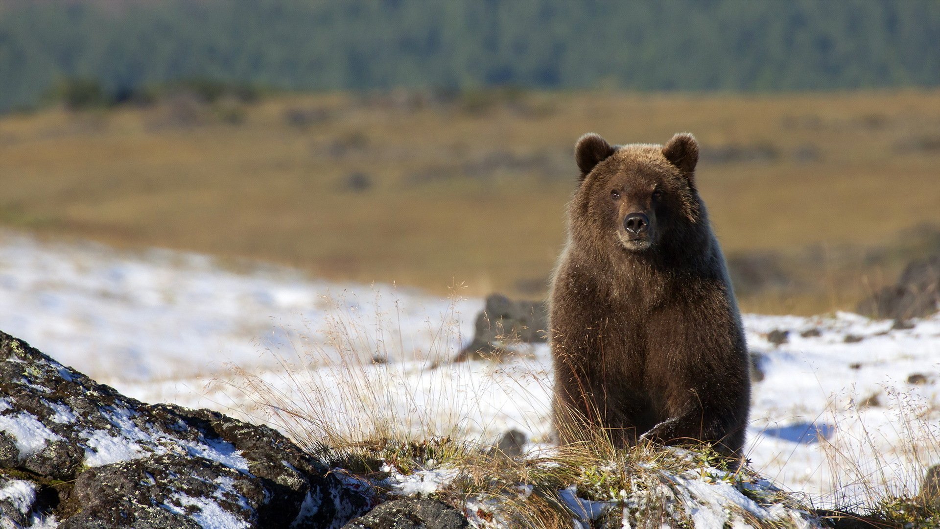 bear nature background