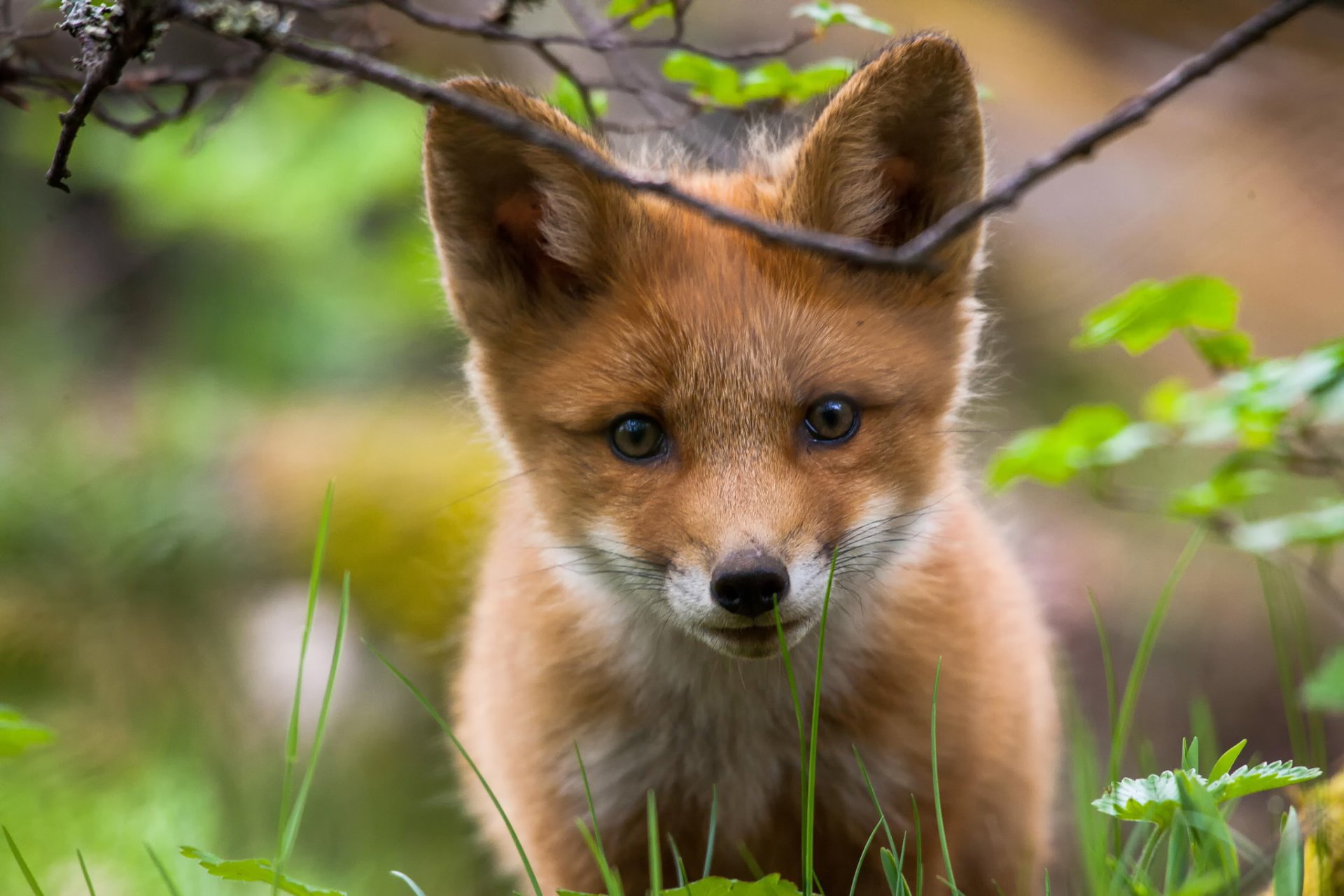 lis pysk spojrzenie natura zieleń