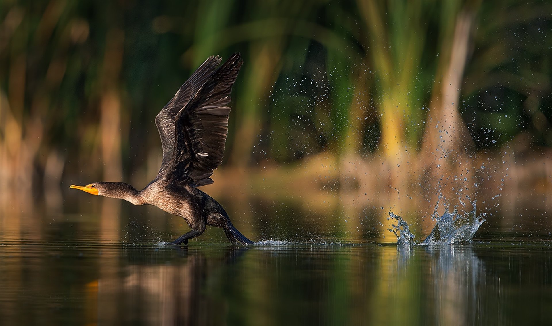 poultry wag wings splash spray