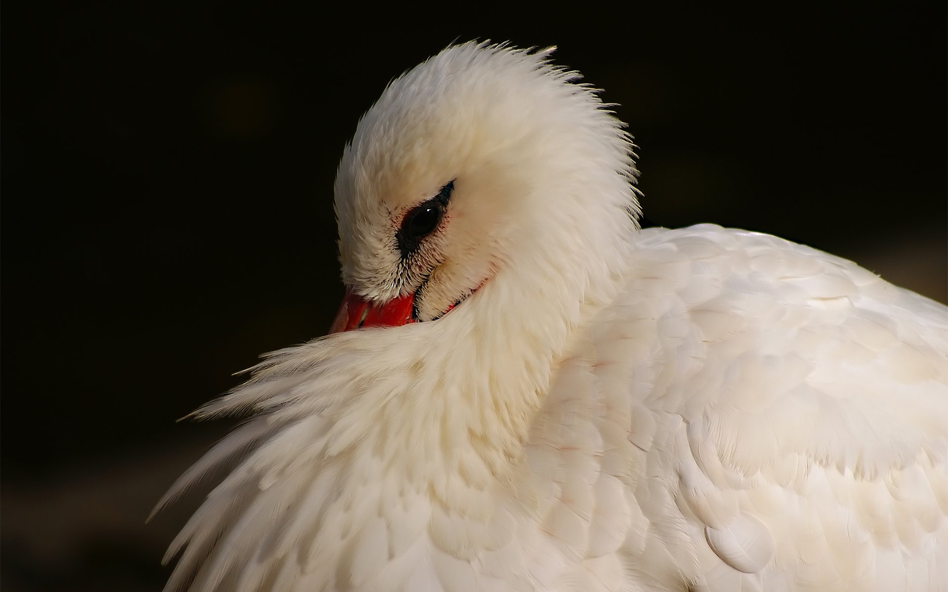 pájaro garza plumaje blanco escondido