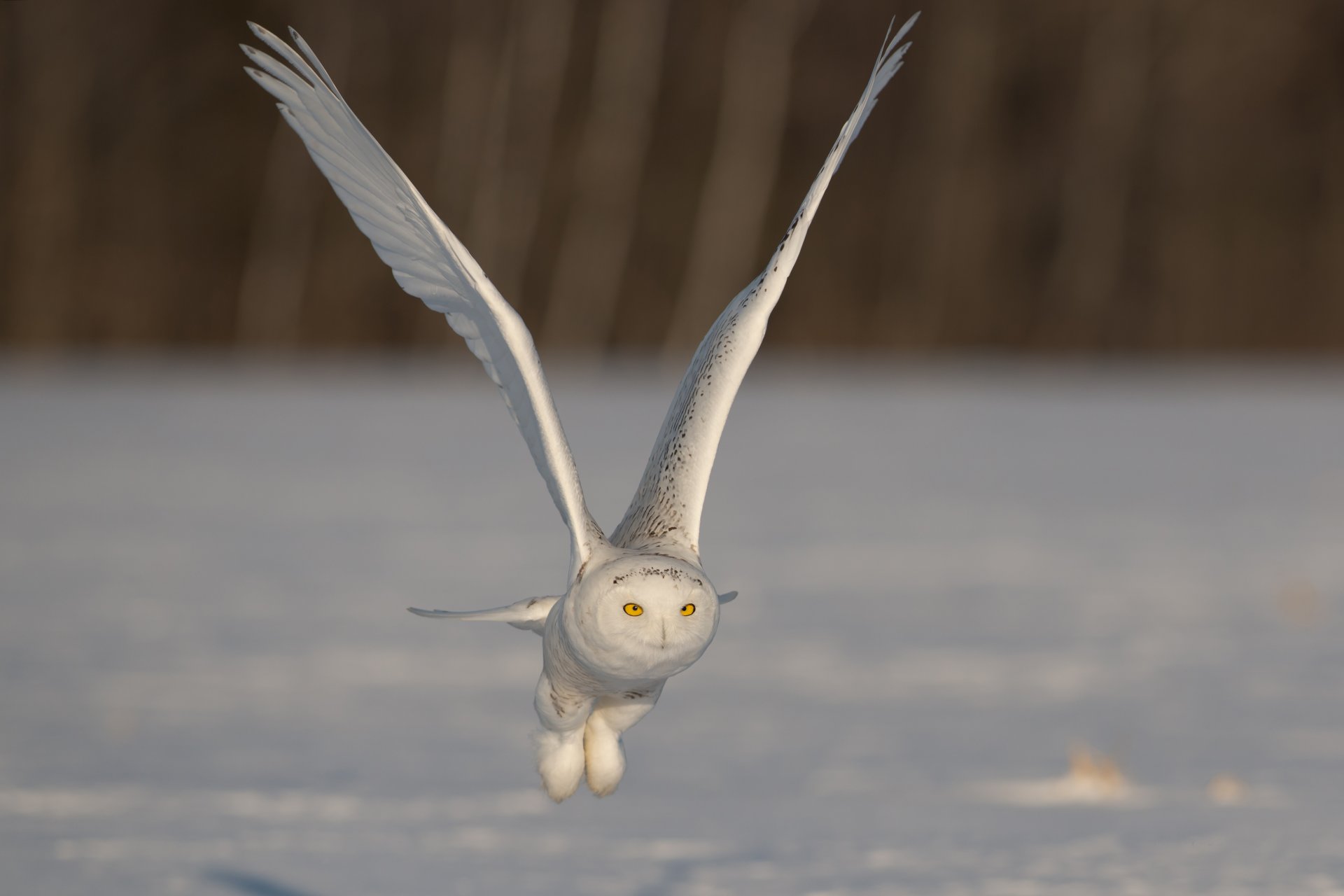 búho polar alas aleteo