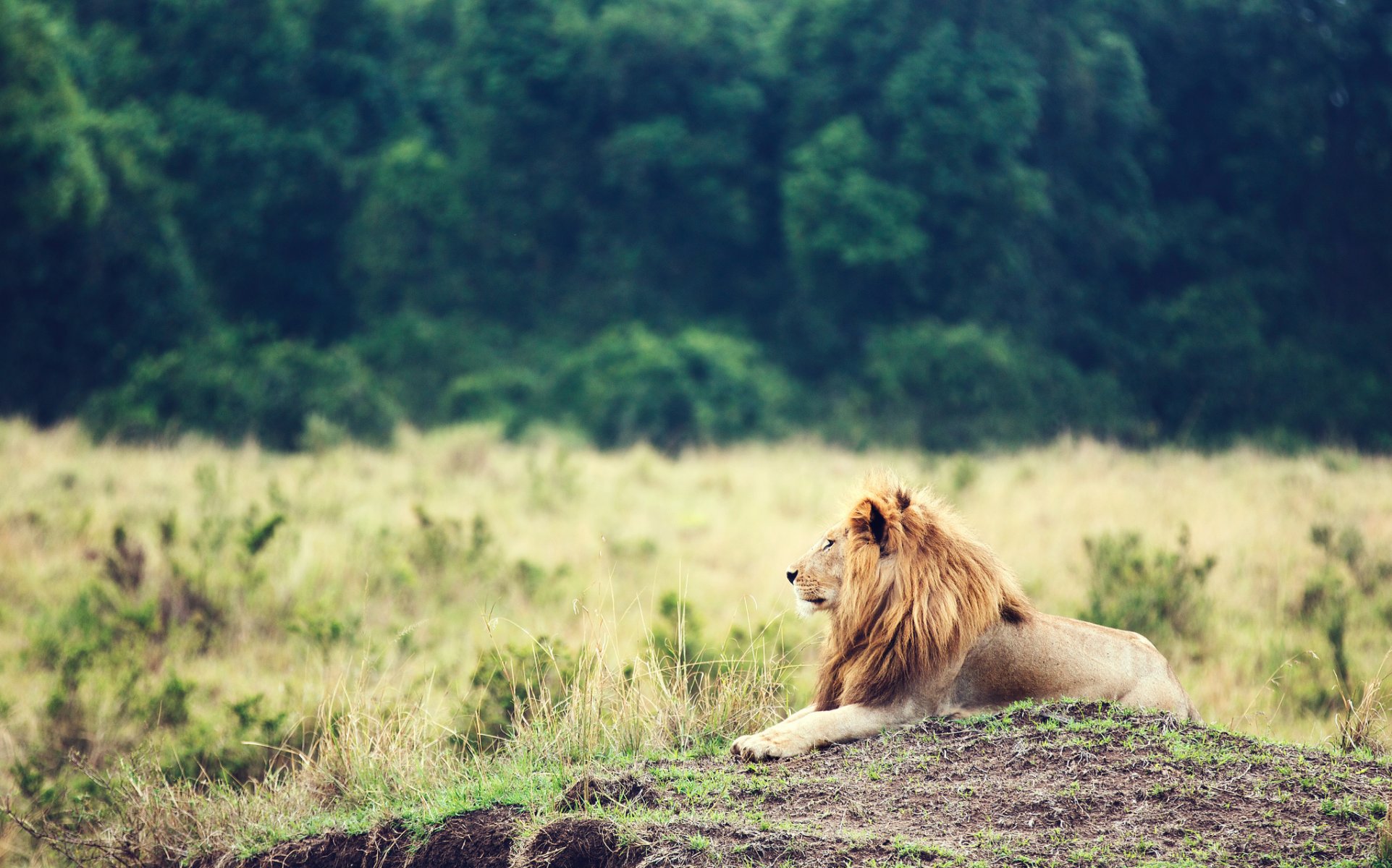 löwe tier mähne könig der tiere