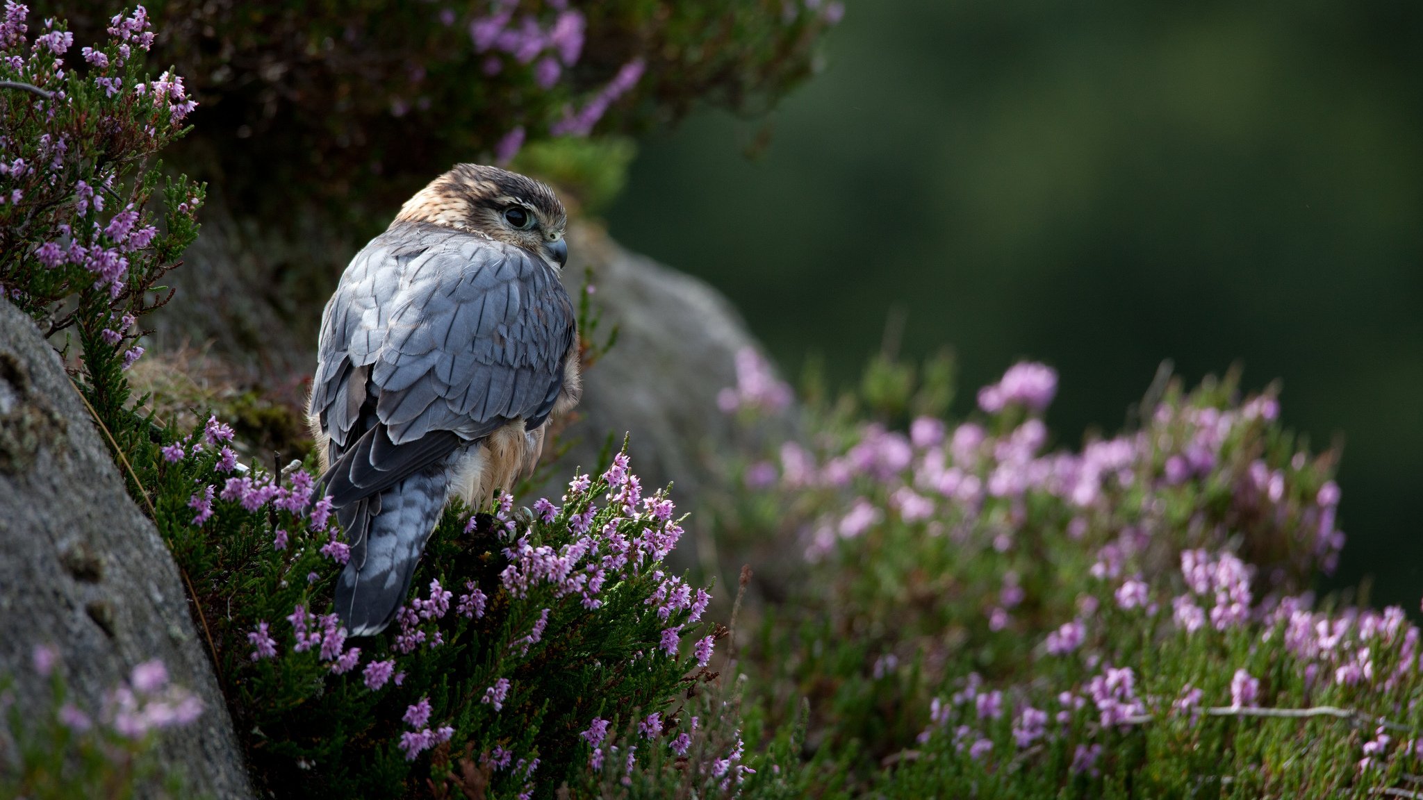 pietre erba fiori uccello predatore falco