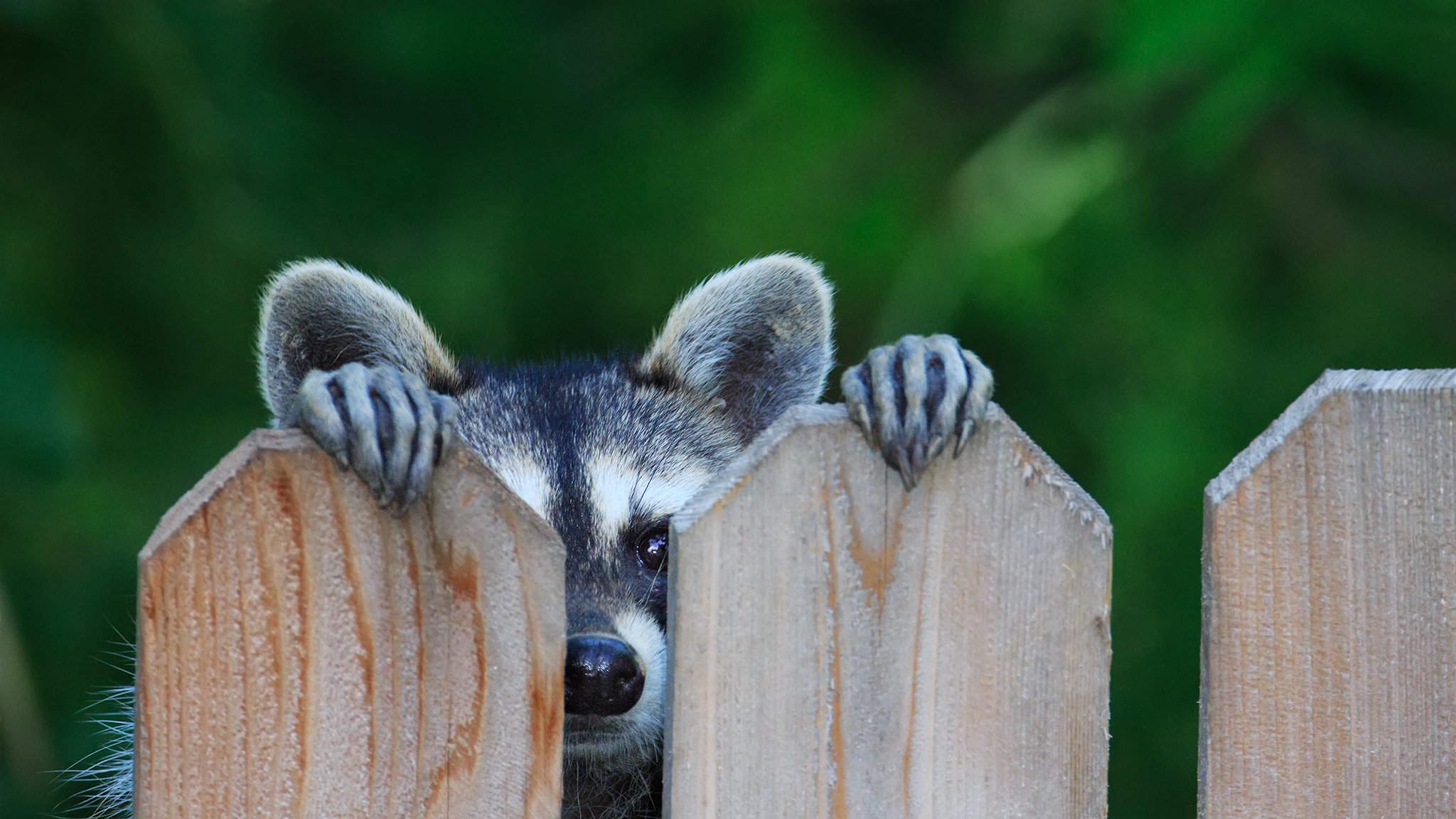 waschbär blick ohren zaun