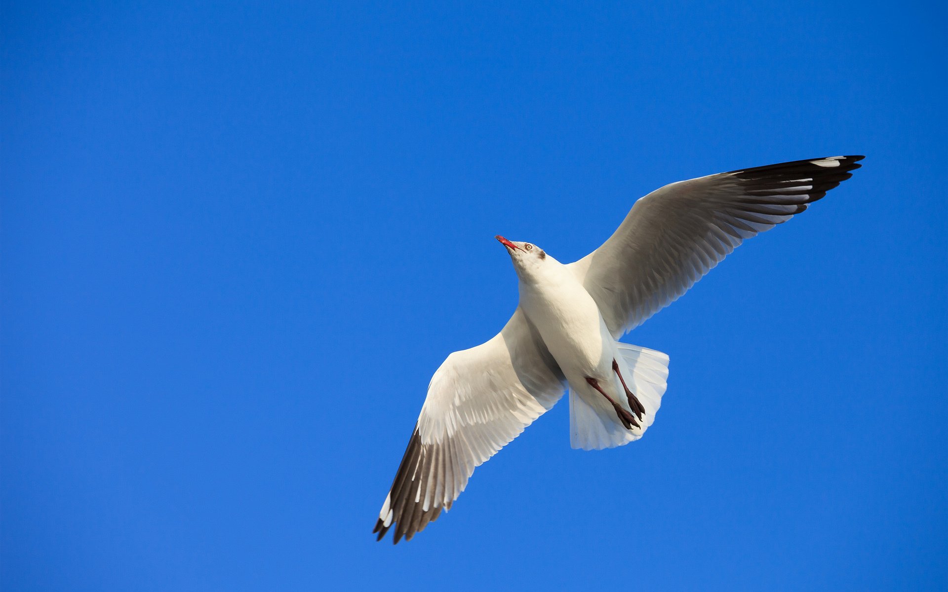 poultry seagull sky flight