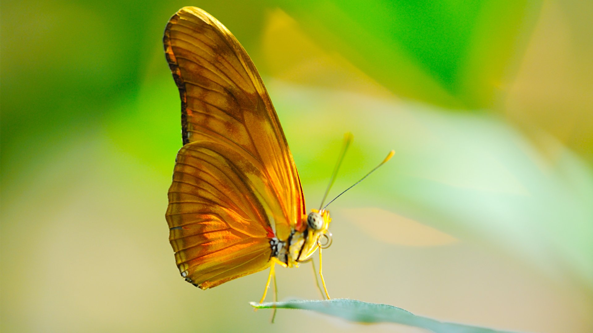 mariposa insecto macro alas hoja sol probóscide