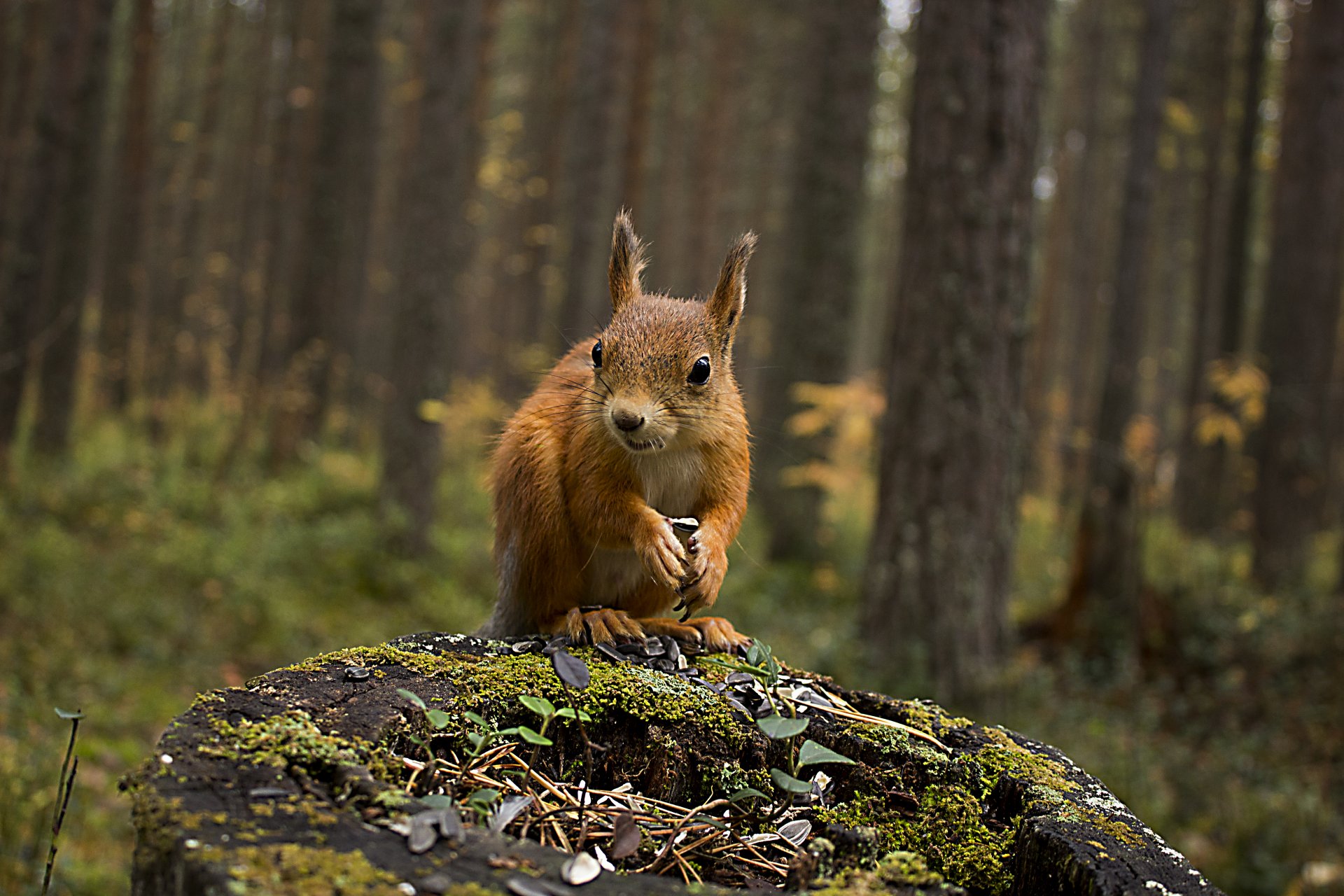 bosque otoño naturaleza ardilla tocón animales ardilla