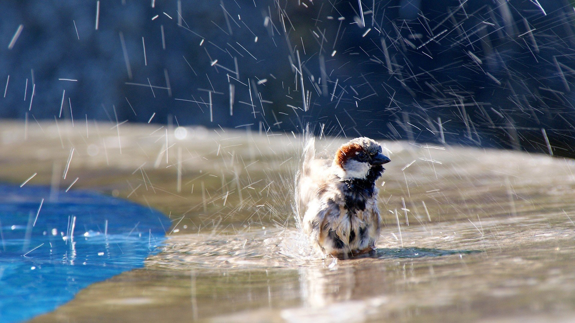 pájaro agua salpicaduras gorrión