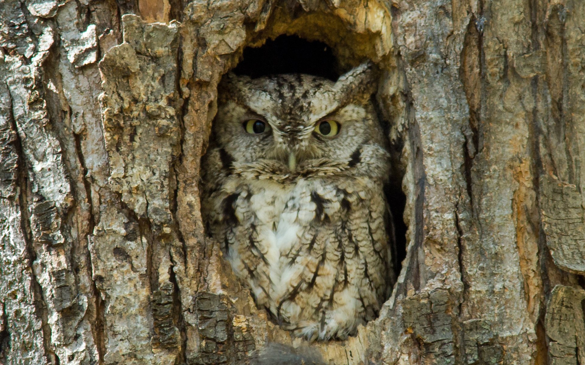 oiseau hibou creux écorce arbre ensoleillé