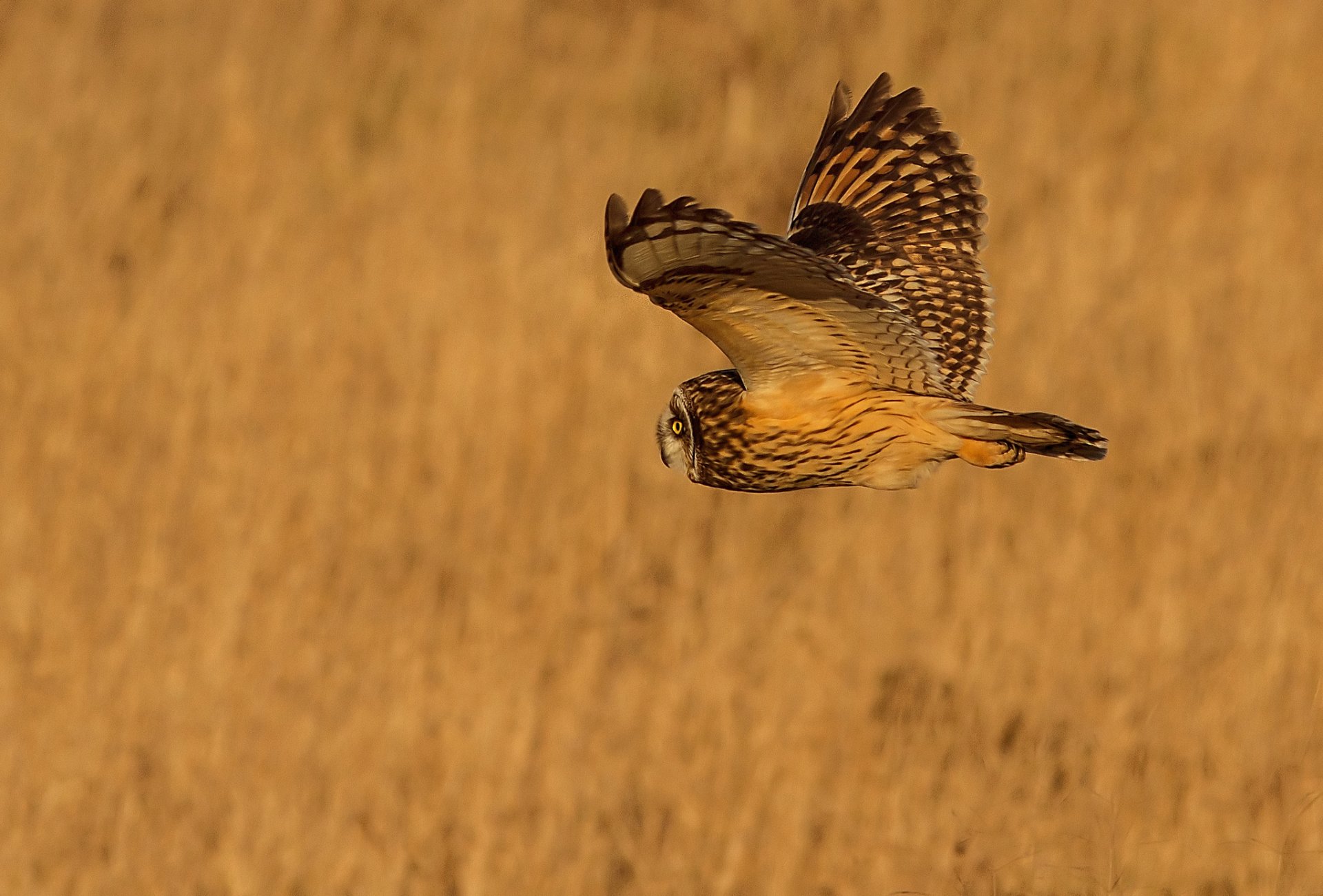 poultry owl flight wings background