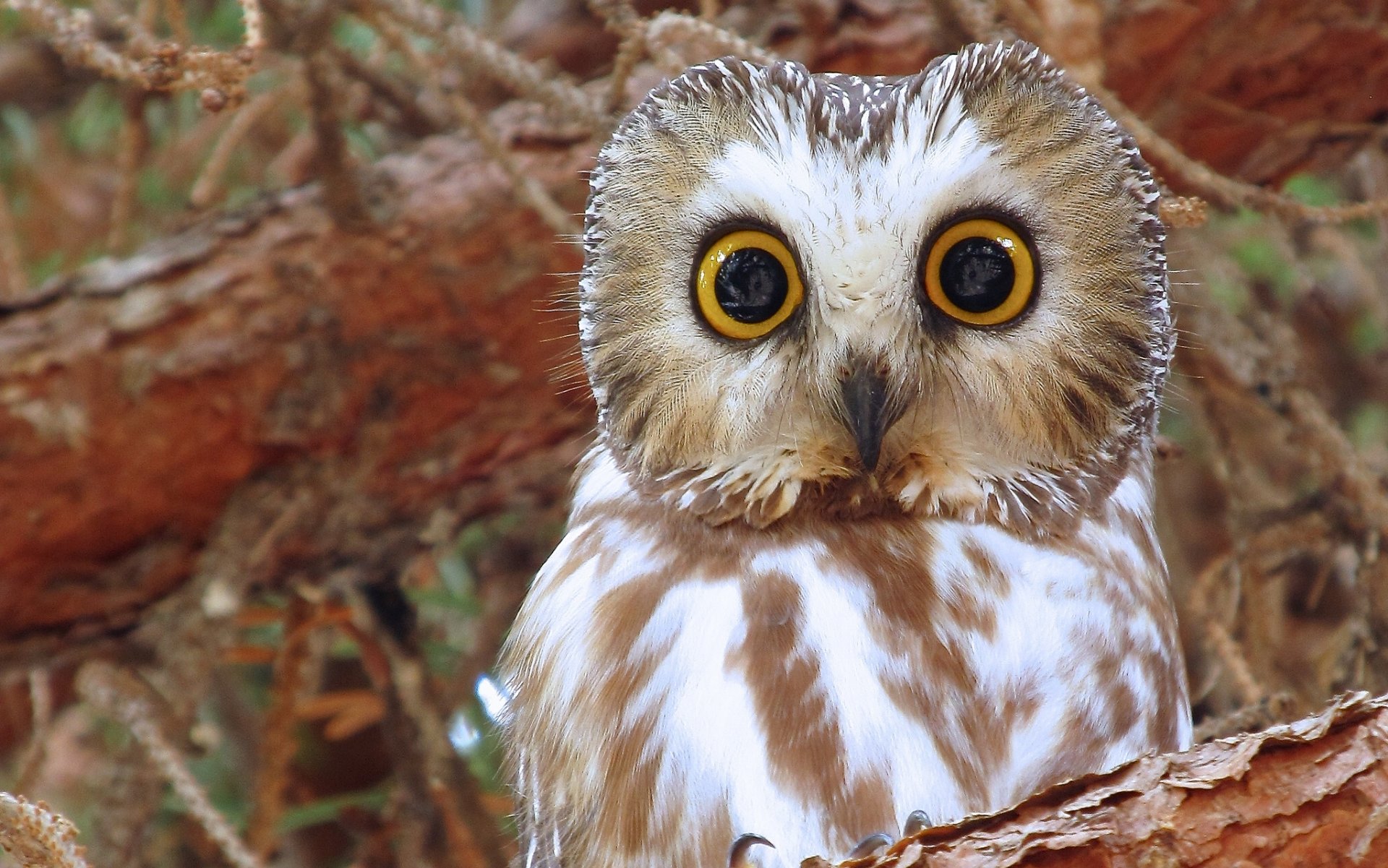 hibou à pattes d amérique du nord hibou oiseau glaçure