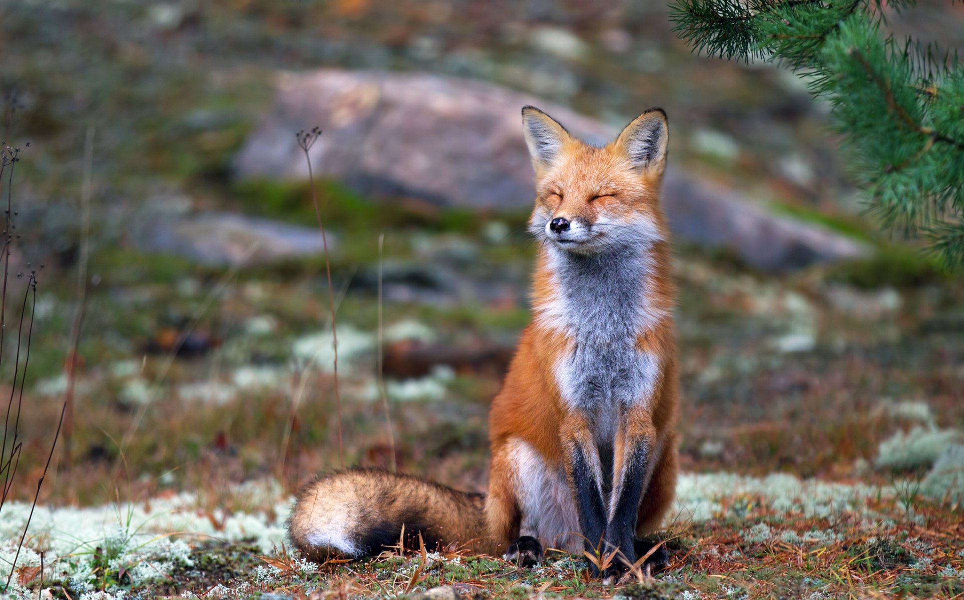 lis ruda siedzi mruży oczy ziemia natura jesień