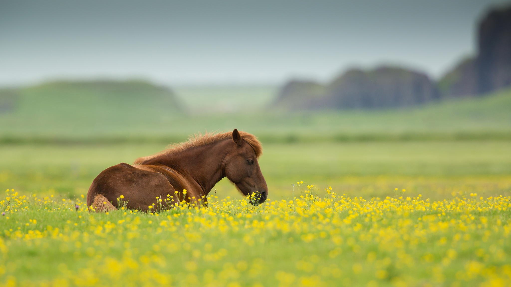 cheval animal champ fleurs été nature