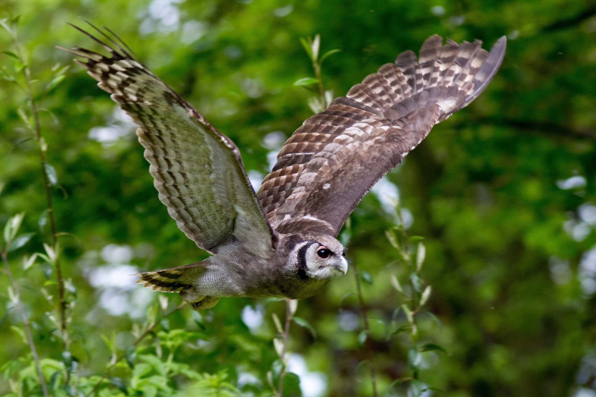 ramas pájaro búho alas vuelo