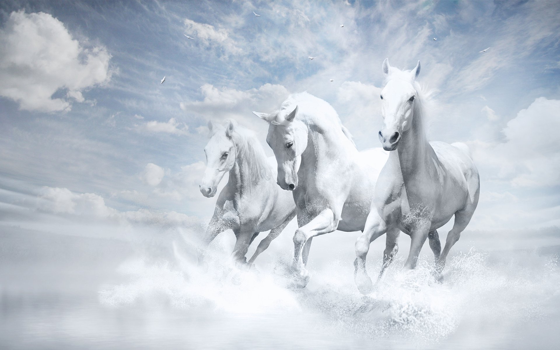 caballos blancos fondos de pantalla